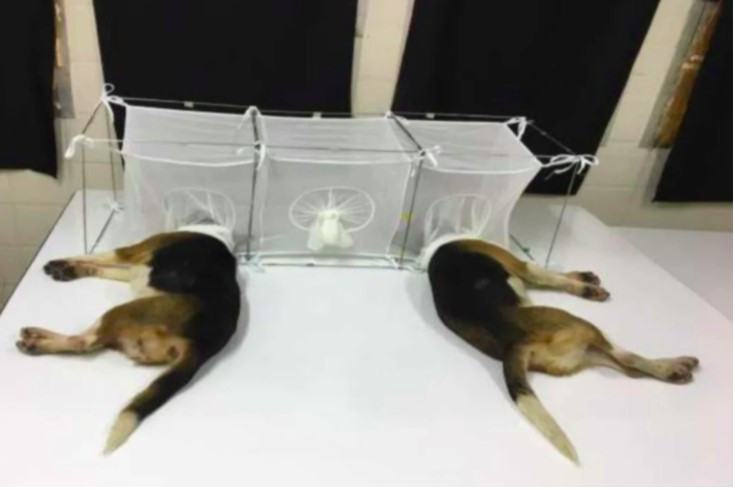 Οι ΗΠΑ χρηματοδοτούσαν φρικιαστικά πειράματα σε σκύλους – Καλείται να απαντήσει σε ερωτήματα ο Φαούτσι