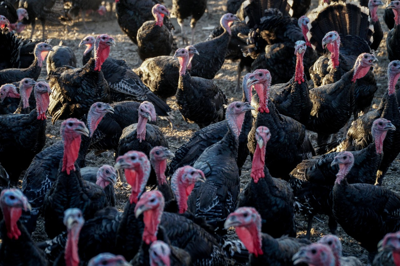 Δανία: Εστία της γρίπης των πτηνών σε εκτροφείο γαλοπούλας