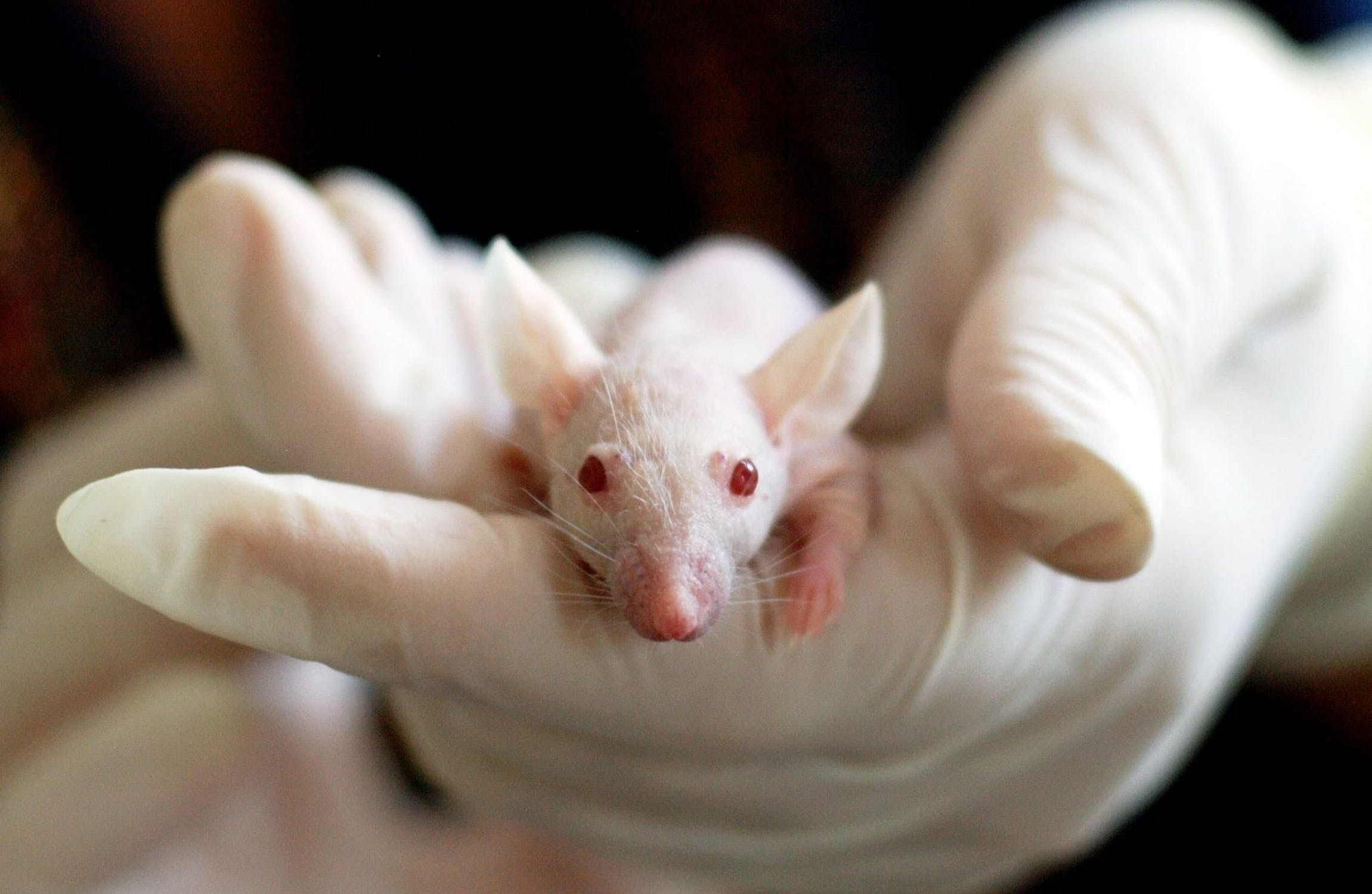 Παράλυτα ποντίκια περπάτησαν ξανά χάρη σε πρωτοποριακή μέθοδο αναγέννησης της σπονδυλικής στήλης