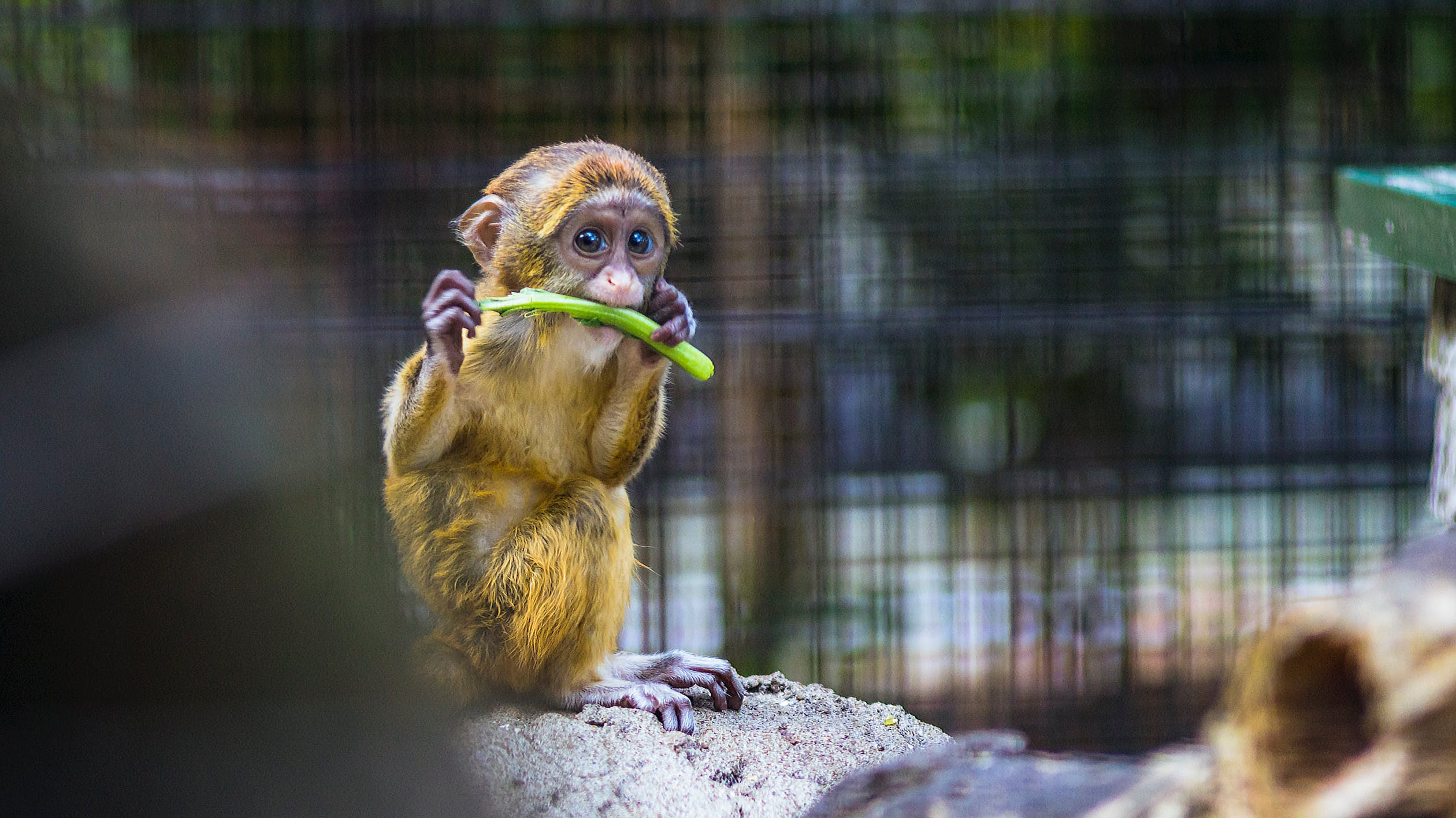 Σπάνια ζώα σε ζωολογικό κήπο της Κούβας εκμεταλλεύτηκαν την καραντίνα για να… αναπαραχθούν
