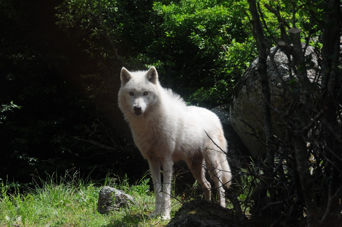 Γαλλία: Εννιά λύκοι δραπέτευσαν από ζωολογικό κήπο – Προσωρινά κλειστός ο κήπος