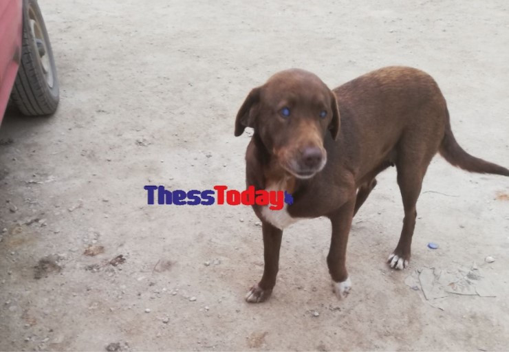 Νάουσα: Δηλητηρίασαν τυφλή σκυλίτσα με τροφή – Μήνυση κατά αγνώστων θα κάνει ο πρόεδρος του χωριού
