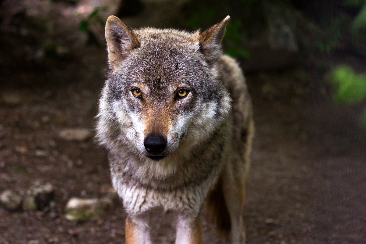 Πάρνηθα: Λύκος επιτέθηκε και άρπαξε σκύλο οικογένειας