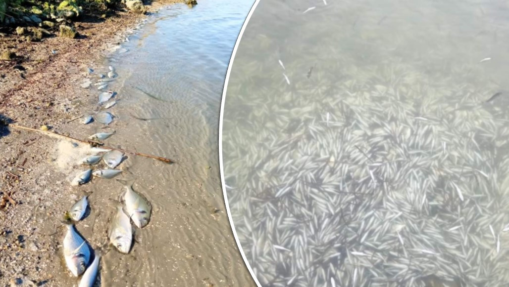 Ηγουμενίτσα: 370.000 ψάρια 12 ειδών πέθαναν από το κρύο στη λιμνοθάλασσα Δρεπάνου