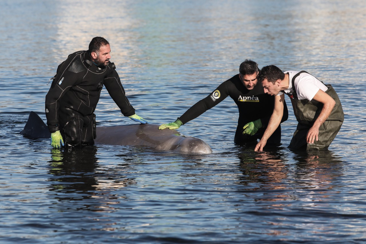 Φάλαινα φυσητήρας στον Άλιμο – Έχασε τον προσανατολισμό της