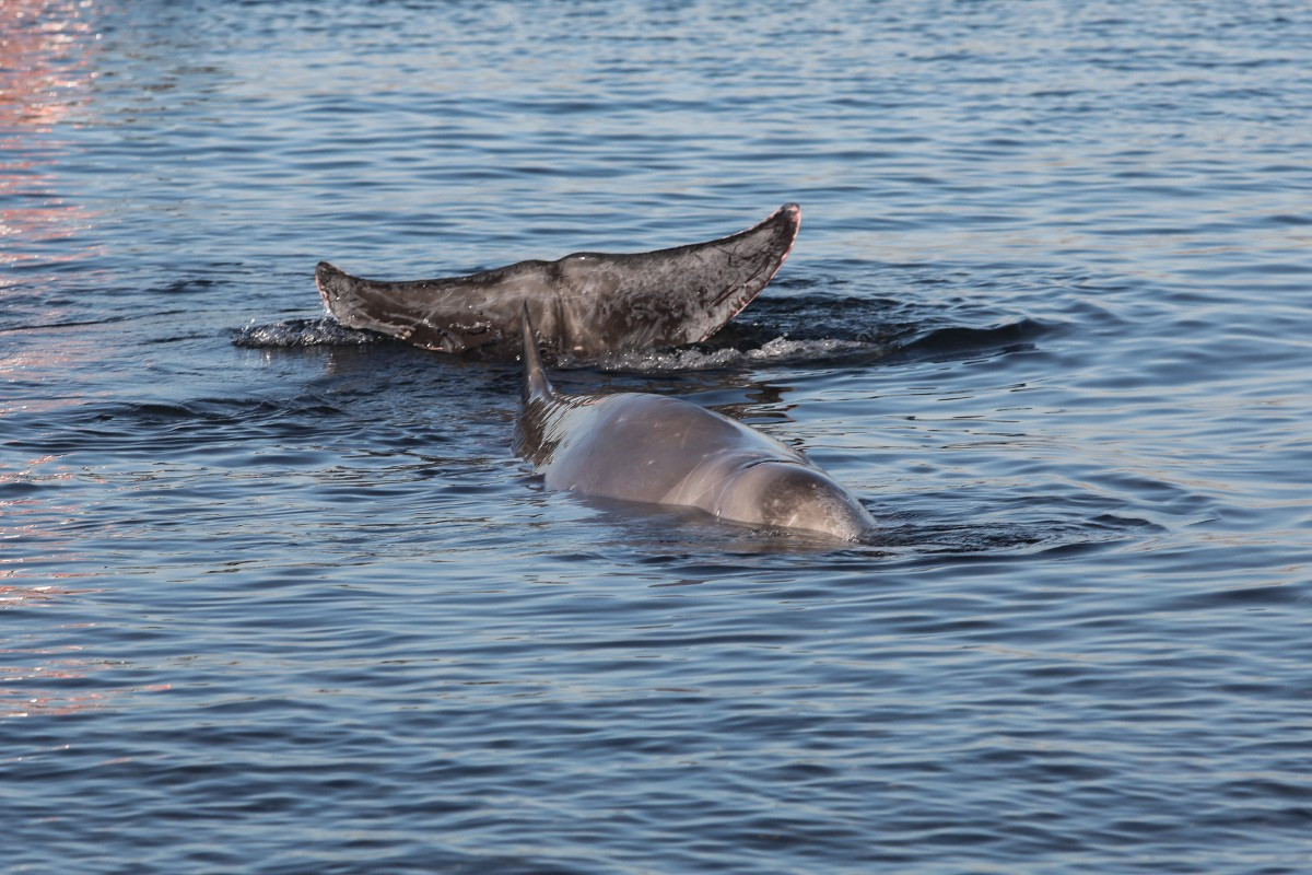 Άλιμος: Ελεύθερη στα βαθιά η τραυματισμένη φάλαινα – Εθεάθη στη Σαλαμίνα
