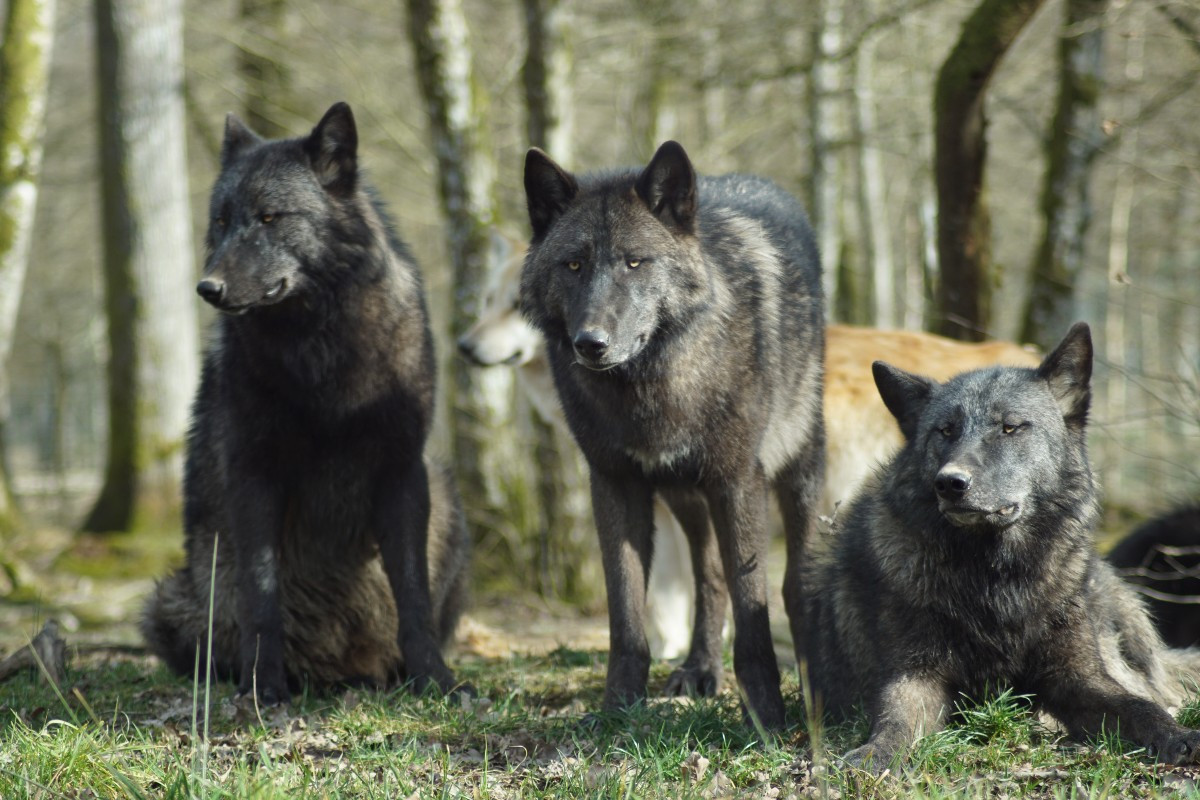 Συναγερμός στο Διόνυσο για την επανεμφάνιση λύκων
