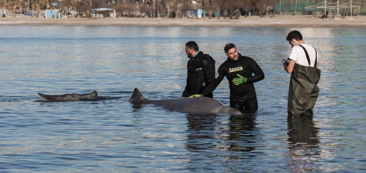 Νεκρή εντοπίστηκε η φάλαινα ζιφιός στη Σαλαμίνα