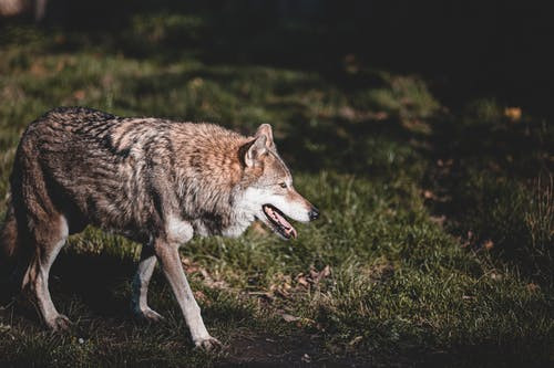 Βρέθηκε σκοτωμένος λύκος στο Καπανδρίτι