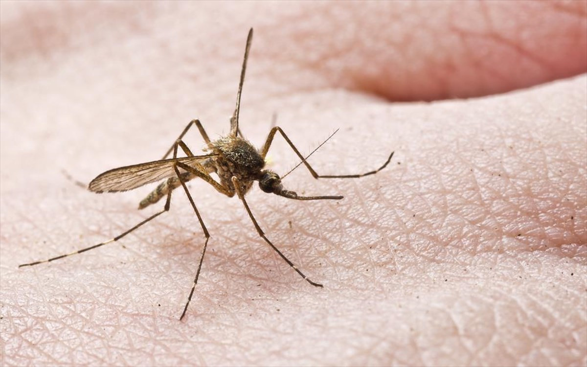 ΗΠΑ: Ανησυχία έπειτα από απελευθέρωση δισεκατομμυρίων μεταλλαγμένων κουνουπιών