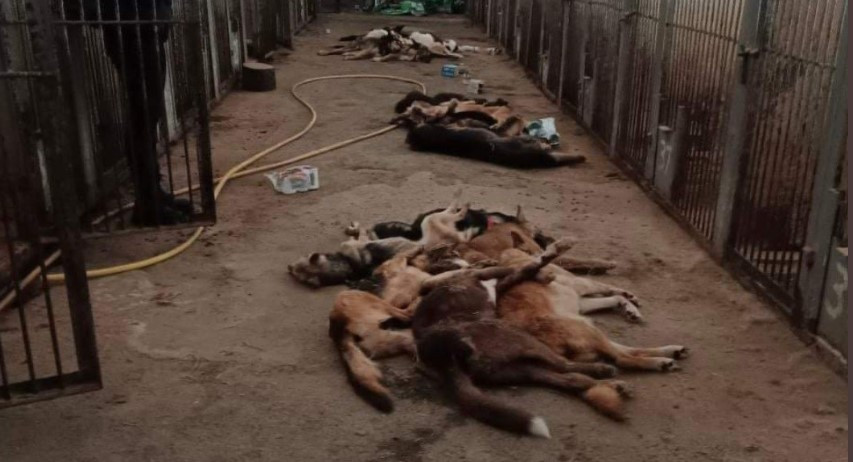 Ουκρανία: Νεκρά πάνω από 300 σκυλιά σε καταφύγιο ζώων [Φωτογραφίες]