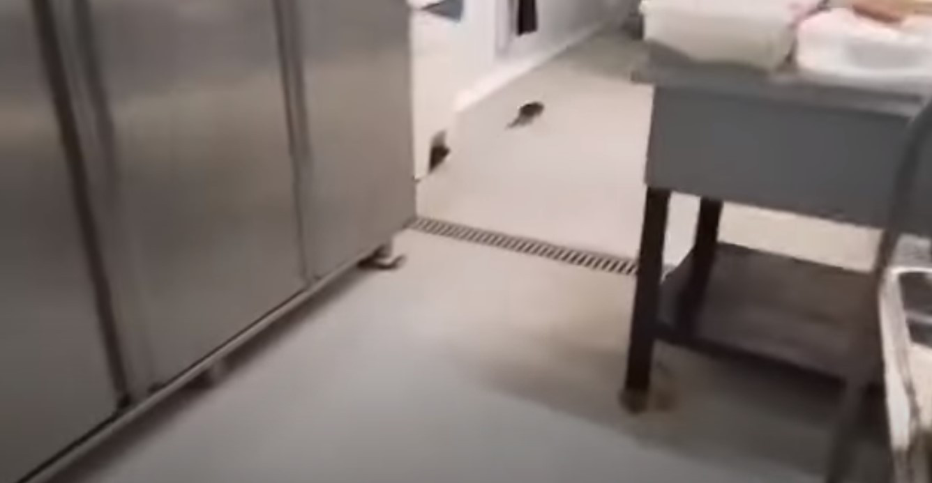 ΑΠΘ: Ποντίκι στην κουζίνα της φοιτητικής λέσχης [Βίντεο]