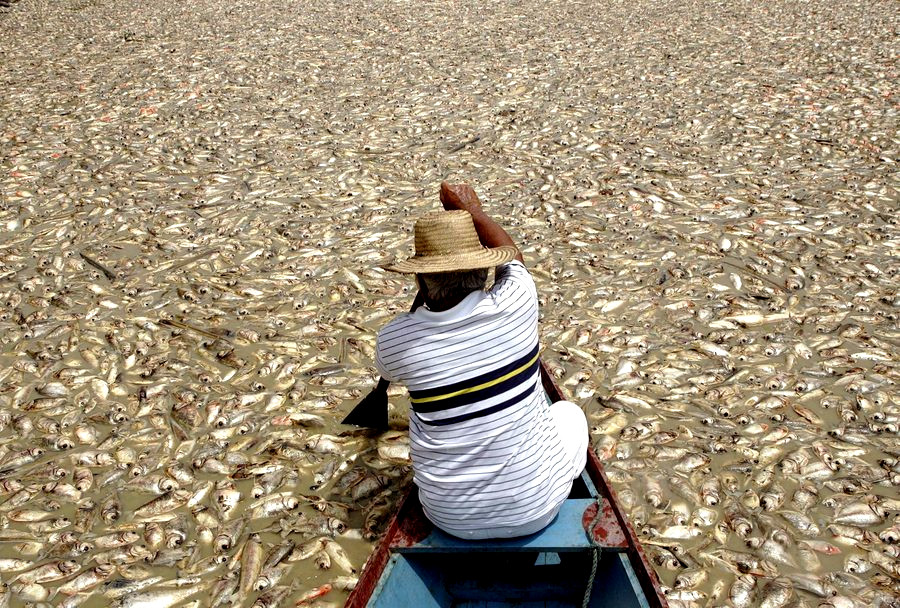 Μια θάλασσα νεκρά ψάρια: Το σκάνδαλο κατασπατάλησης της παγκόσμιας αλιείας