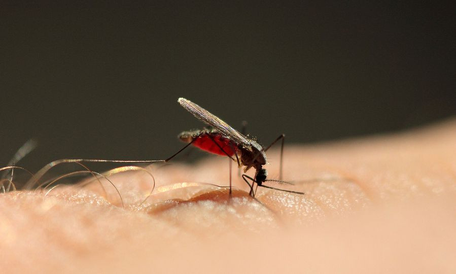Κίνδυνος ελονοσίας στην Ελλάδα τις επόμενες δεκαετίες