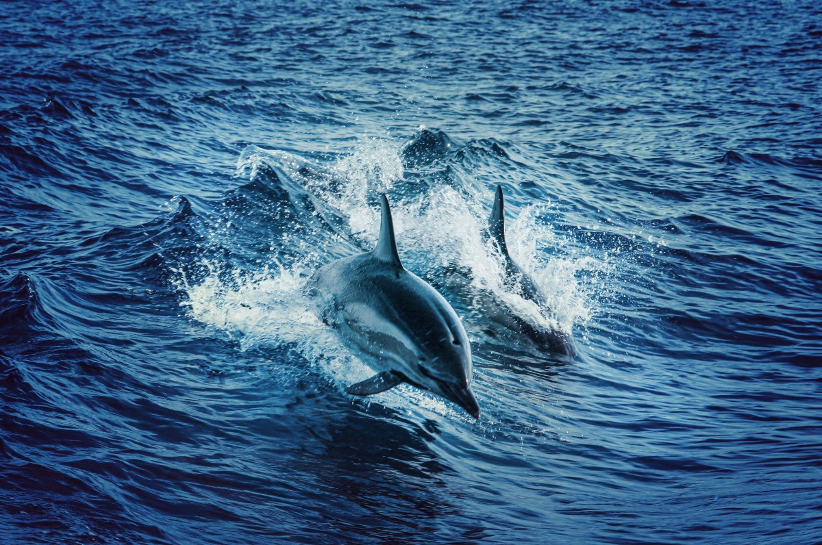 Τα δελφίνια μπορούν να αναγνωρίσουν τους φίλους τους από την γεύση των ούρων τους