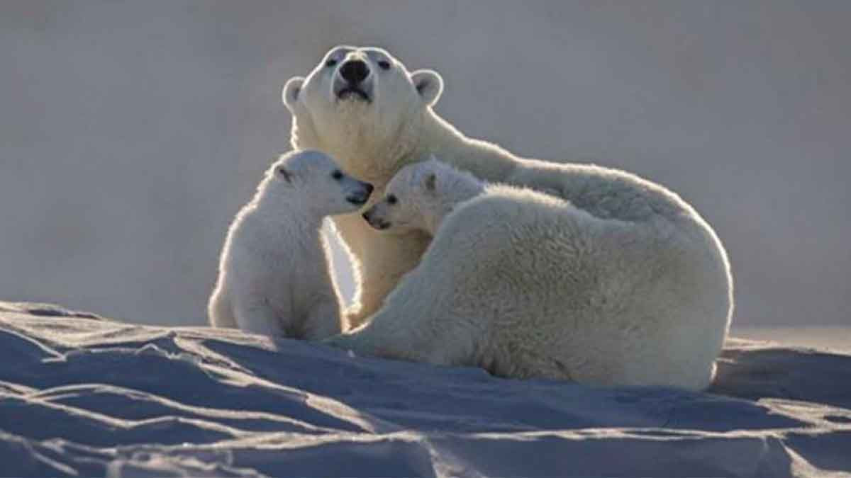Μαμά πολική αρκούδα και τα μικρά της σε τρυφερές στιγμές [ΦΩΤΟ]