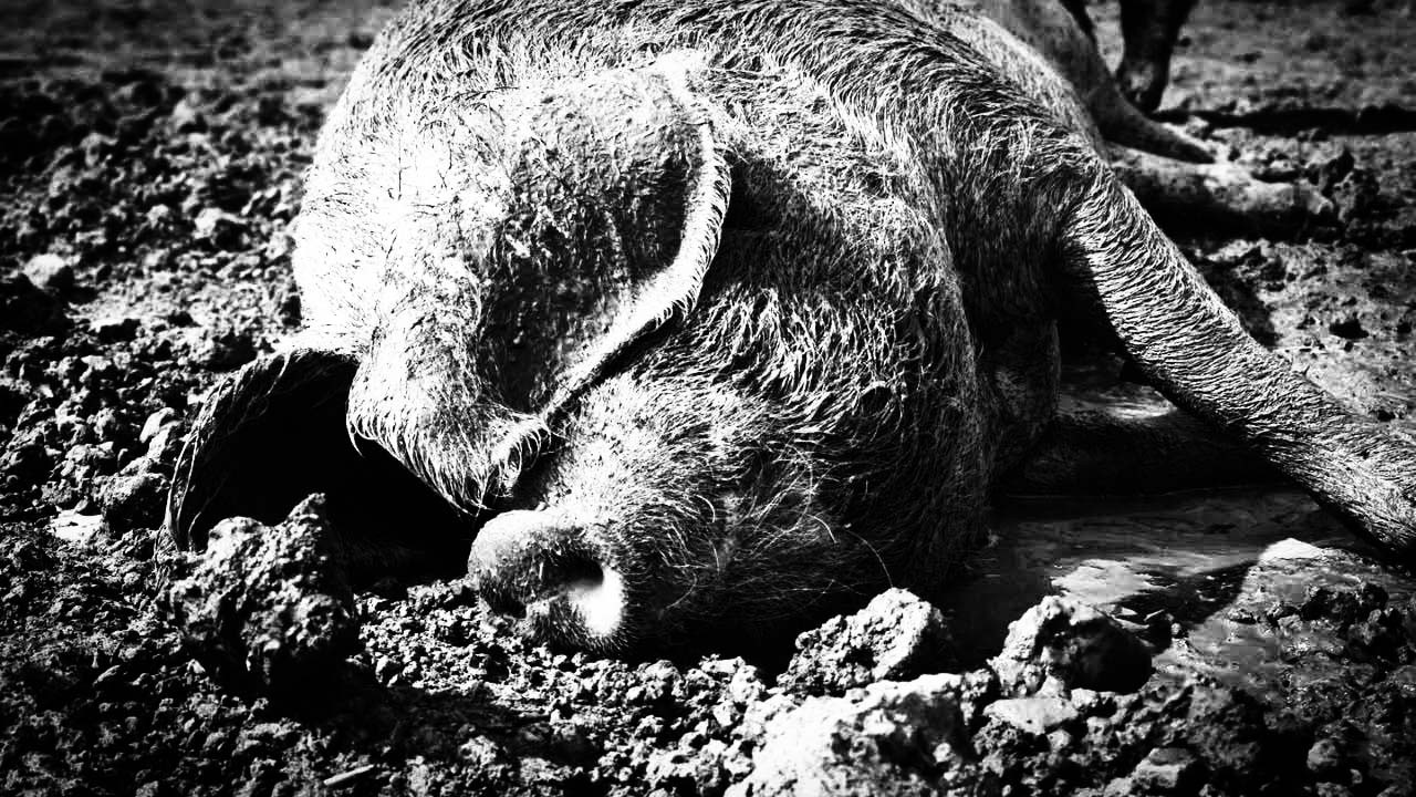 TVXS PODCAST: «Όλα τα γουρούνια έχουν την ίδια μούρη»