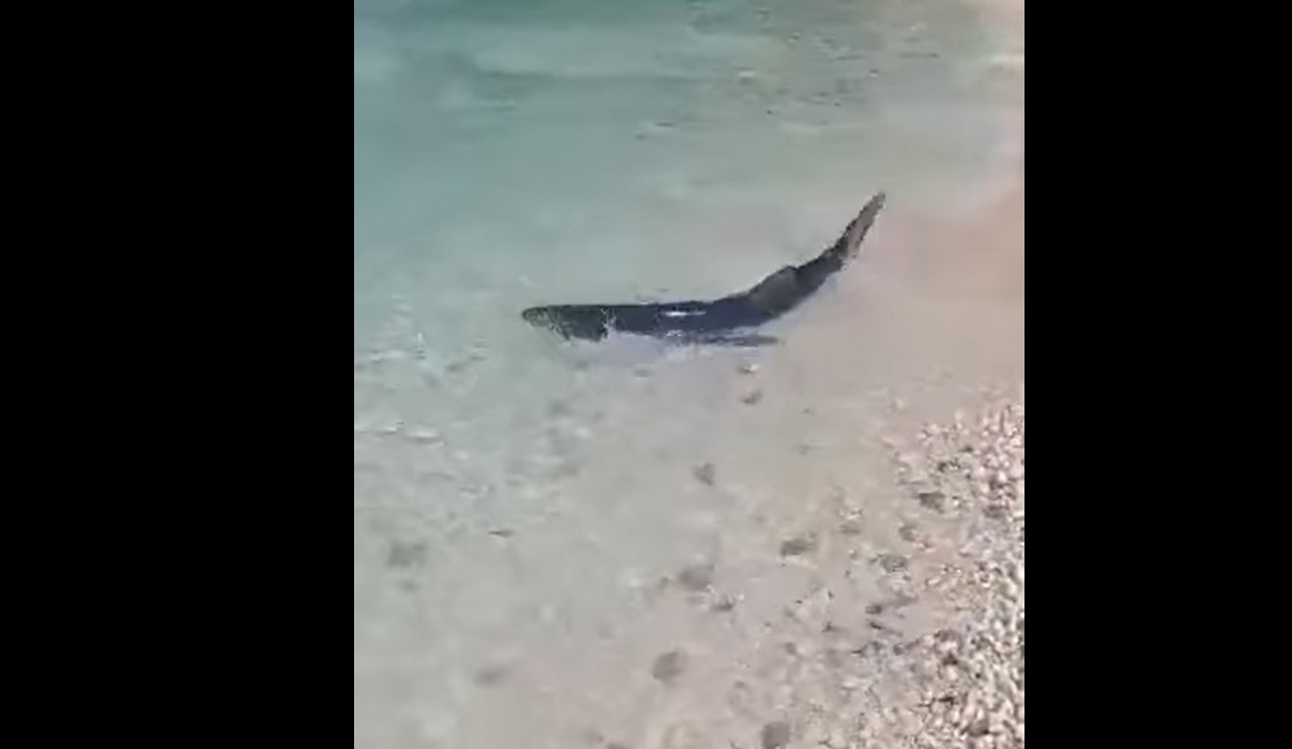Γαλάζιος καρχαρίας εμφανίστηκε σε παραλία των Επτανήσων