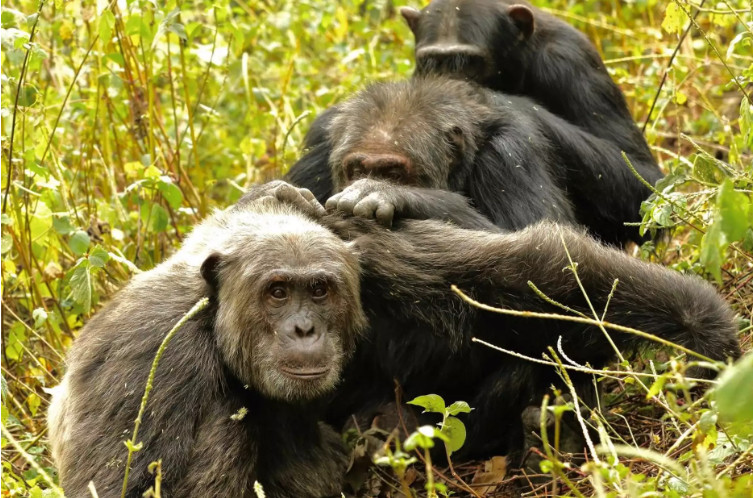Αττικό Ζωολογικό Πάρκο: Σκότωσαν χιμπατζή που διέφυγε από το κλουβί του