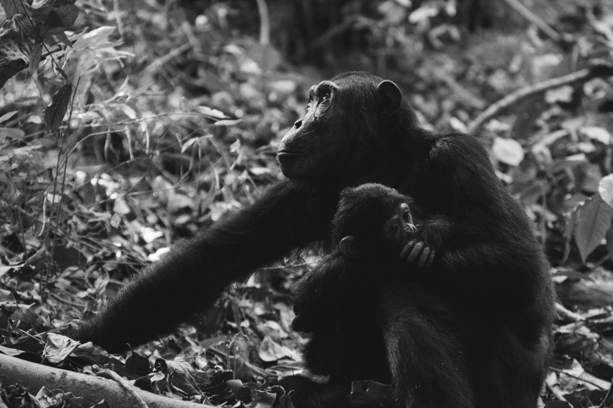 Ο θάνατος του χιμπατζή