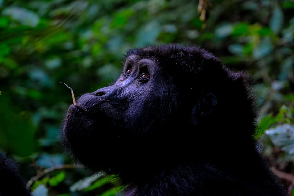 TVXS PODCAST: Ο θάνατος του χιμπατζή