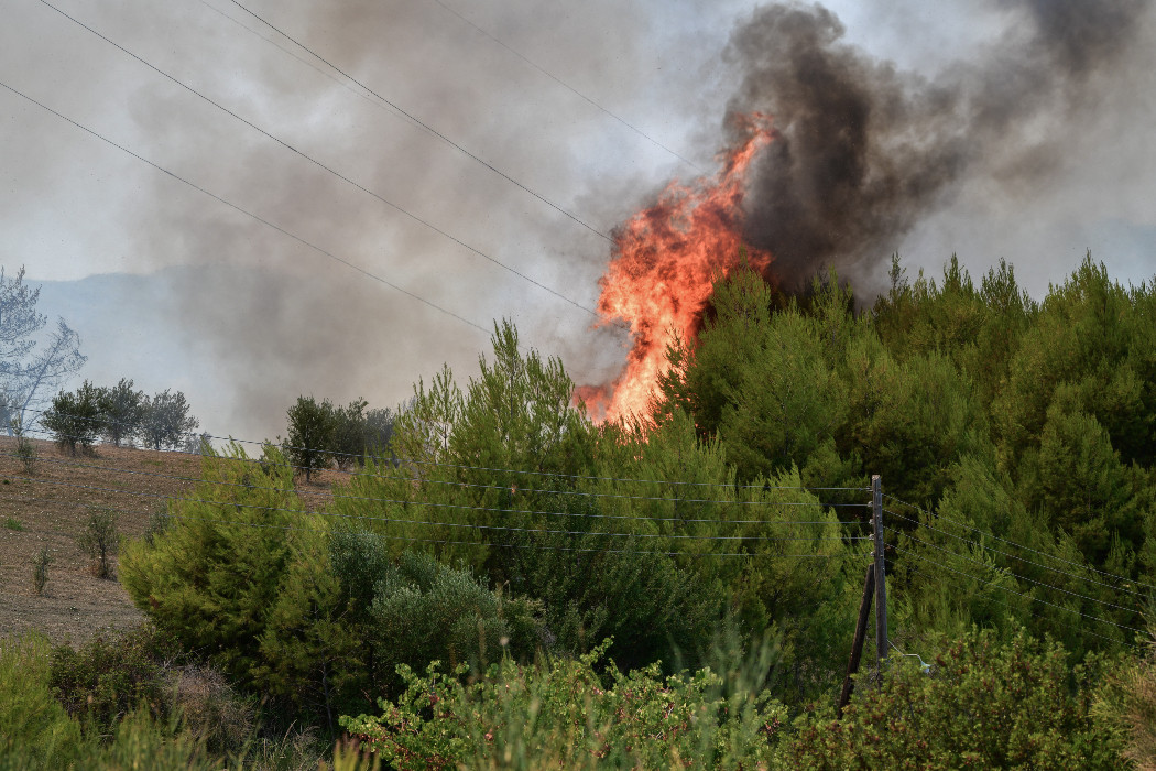 Ηλεία: Φωτιά σε δασική έκταση στη Σμέρνα Ζαχάρως