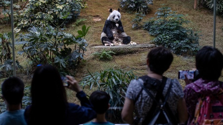 Χονγκ Κονγκ: Σε ευθανασία υποβλήθηκε ο θρυλικός Αν Αν, το γηραιότερο γιγαντιαίο πάντα στον κόσμο