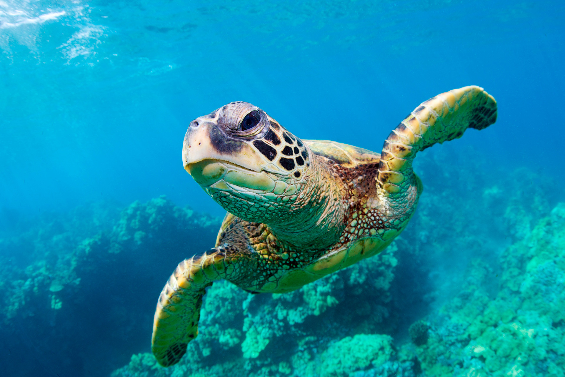 Ιαπωνία: Μαχαίρωσε μέχρι θανάτου δεκάδες θαλάσσιες χελώνες