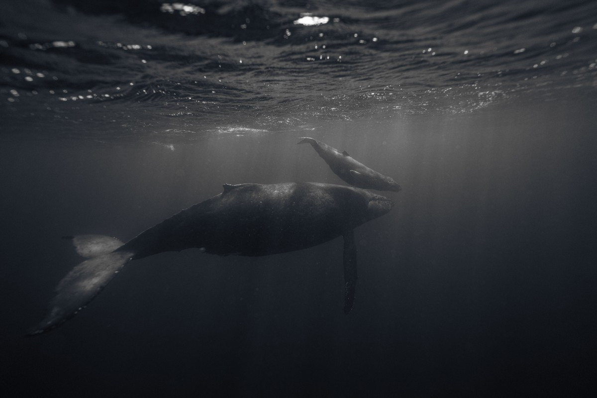 ΗΠΑ: Tα πλοία μειώνουν ταχύτητα για να προστατέψουν υπό εξαφάνιση φάλαινες