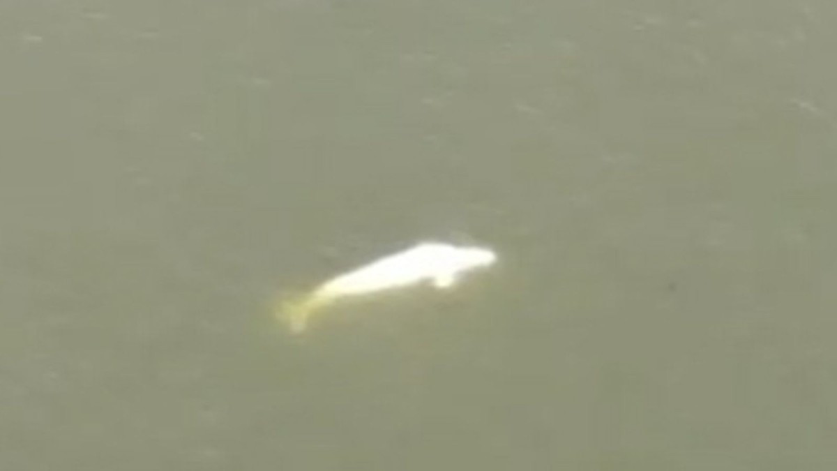 Φάλαινα «μπελούγκα» εμφανίστηκε στον Σηκουάνα – Παρακολουθείται με drones