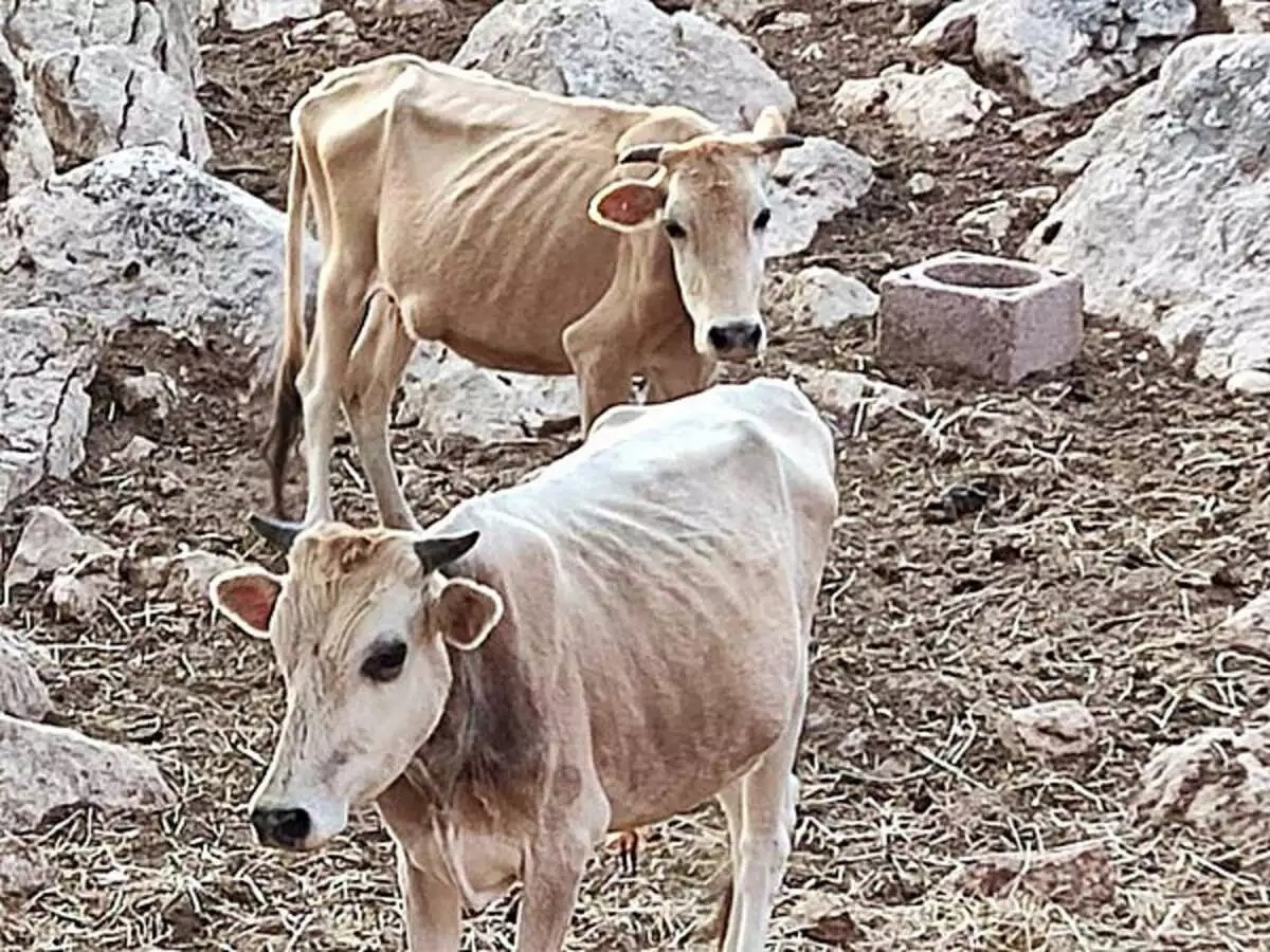 Θεσπρωτία: Κακομεταχειρίζονται βοοειδή και τα αφήνουν να πεθάνουν από ασιτία
