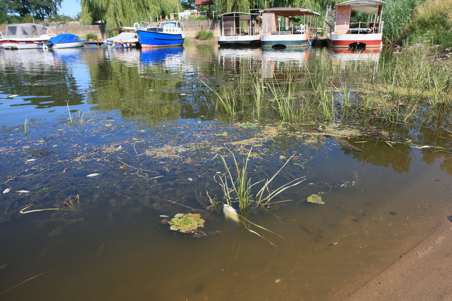 Πολωνία: Οικολογική καταστροφή με τόνους νεκρών ψαριών στον ποταμό Όντερ