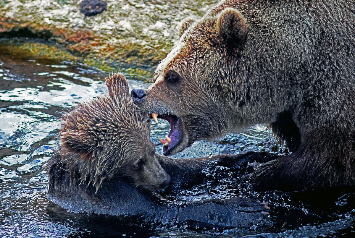 Αρκούδα με τα δύο μωρά της βρέθηκε στο κέντρο της Καστοριάς