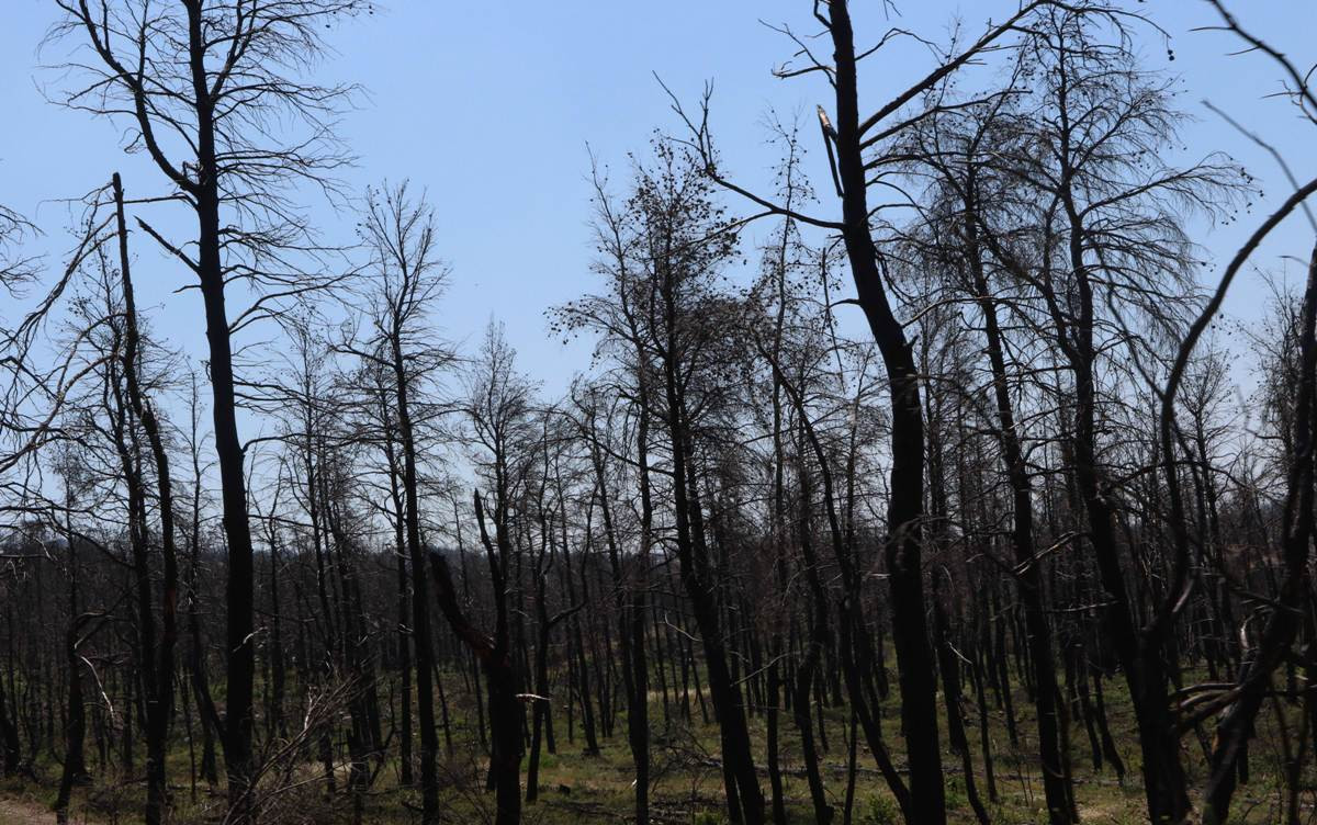 Διπλασιάστηκε μέσα 20 χρόνια η επιφάνεια των δασών παγκοσμίως που γίνονται στάχτη