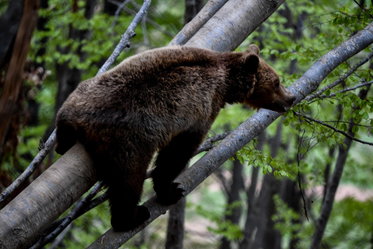Νεκρές τρεις αρκούδες από πυροβολισμούς στη Φλώρινα – Η μία θήλαζε τα μωρά της
