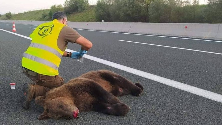 Τι συμβαίνει με τις νεκρές αρκούδες στη Βόρεια Ελλάδα