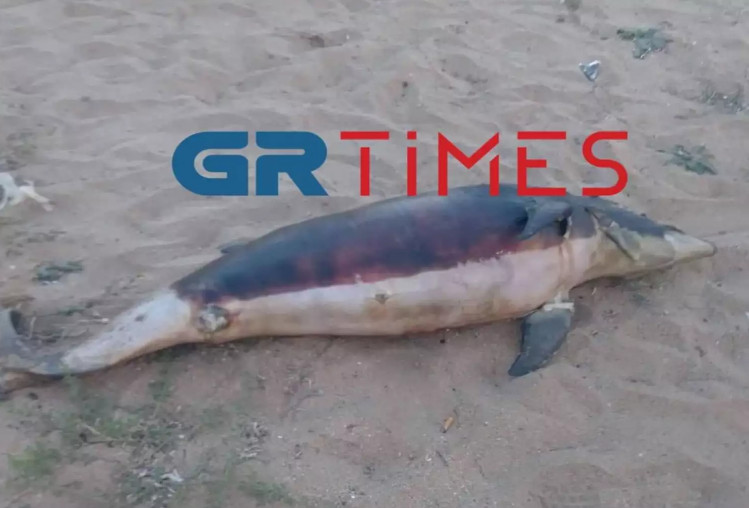 Χαλκιδική: Νεκρό δελφίνι σε παραλία – Επέπλεε μέσα στη θάλασσα γεμάτη κόσμο