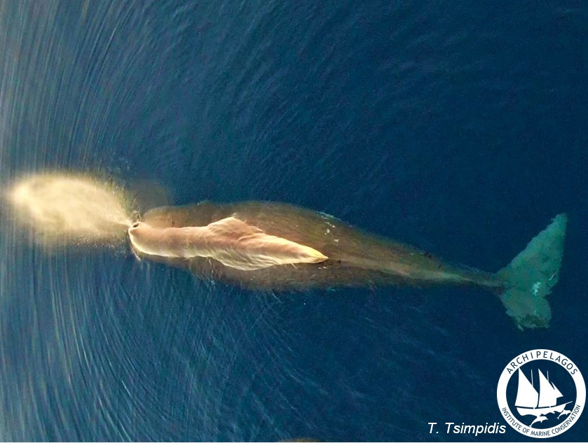 Η φάλαινα φυσητήρας που ζει μεταξύ Σάμου, Ικαρίας, Χίου
