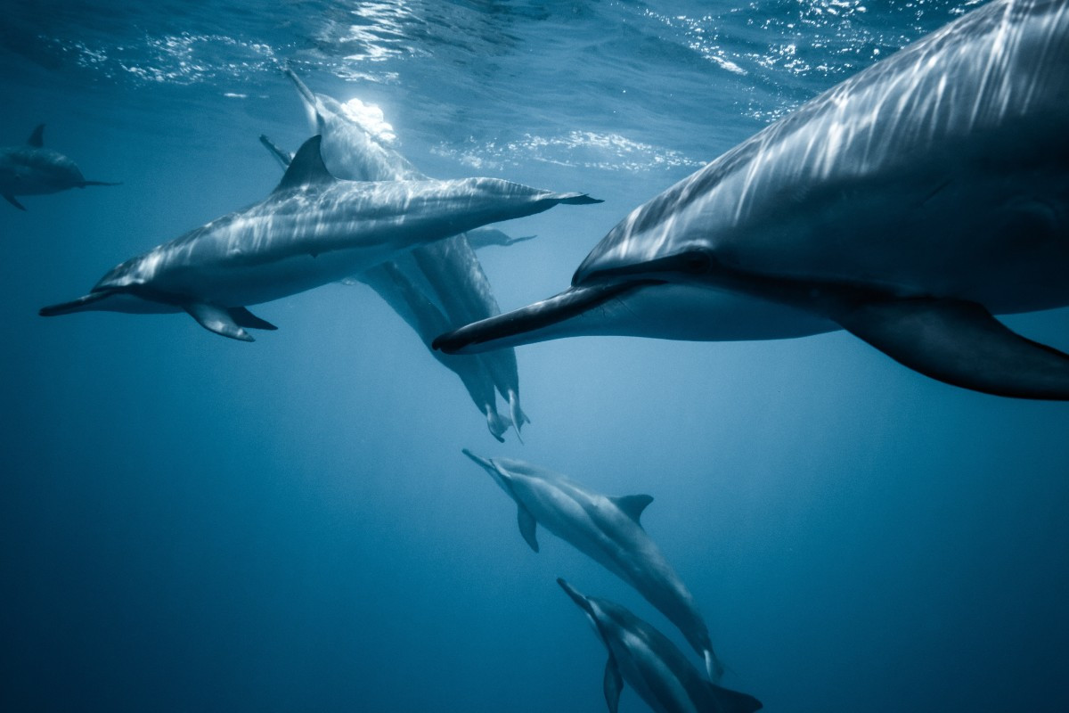 Τα αρσενικά δελφίνια συνεργάζονται για να βρουν σύντροφο