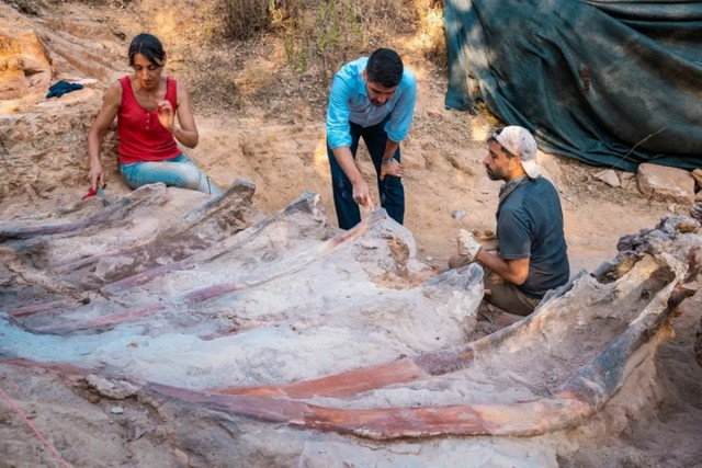 Πορτογαλία: Ανακαλύφθηκε ο μεγαλύτερος δεινόσαυρος στην Ευρώπη στην αυλή ενός σπιτιού