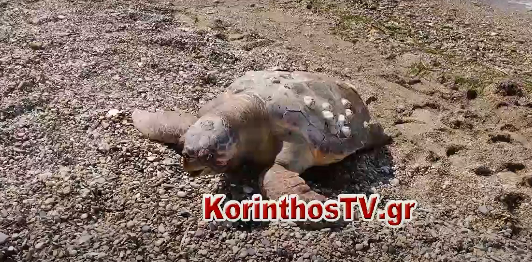Νεκρή εντοπίστηκε σε παραλία χελώνα καρέτα – καρέτα στην Κόρινθο