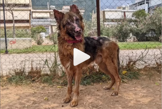 Ο σκύλος με τα πολλά εγκαύματα απ’ την φωτιά στην Πεντέλη τα κατάφερε κι αναζητά οικογένεια