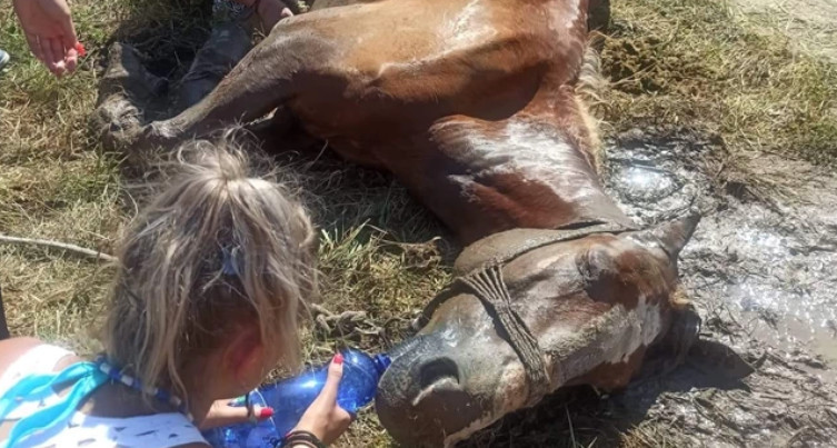 Κέρκυρα: Άφησαν άλογο δεμένο στον ήλιο και πέθανε