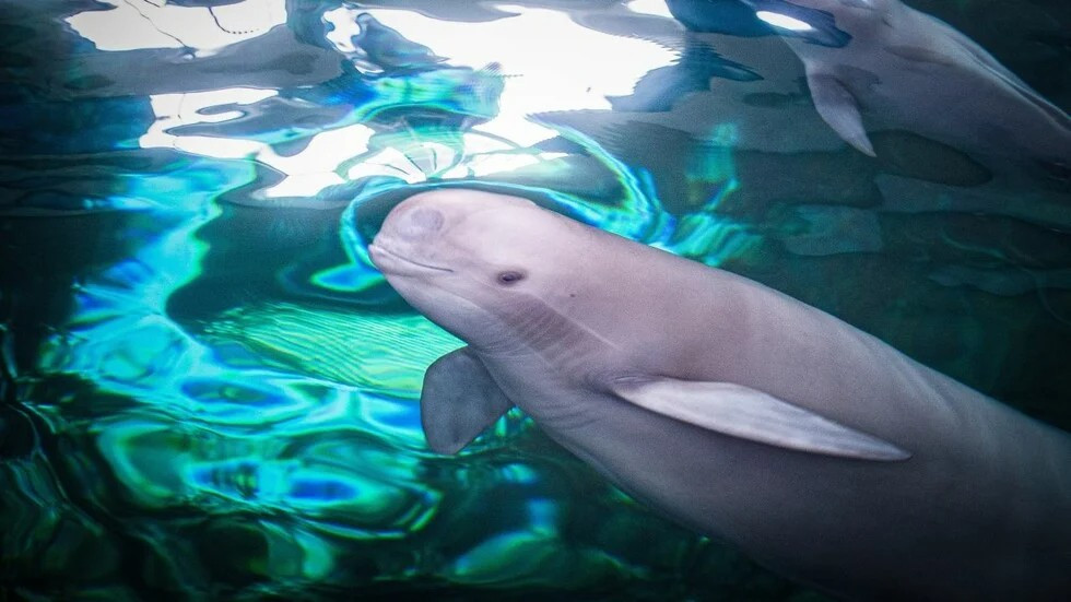 Κίνα: Εξαφανίστηκε το δελφίνι του ποταμού Γιανγκτσέ – Η κλιματική αλλαγή απειλεί κι άλλα είδη