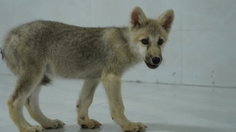 Από την Ντόλι στη Μάγια, τον πρώτο κλωνοποιημένο λύκο της Αρκτικής στον κόσμο
