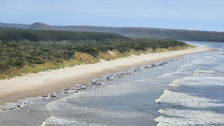 Τασμανία: 230 φάλαινες ξεβράστηκαν σε παραλία – Οι περισσότερες νεκρές