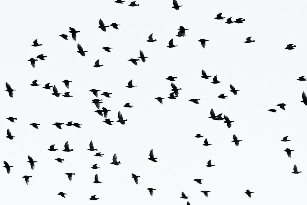 Εξαφανίζονται μαζικά τα είδη των πτηνών λόγω της ανθρώπινης δραστηριότητας