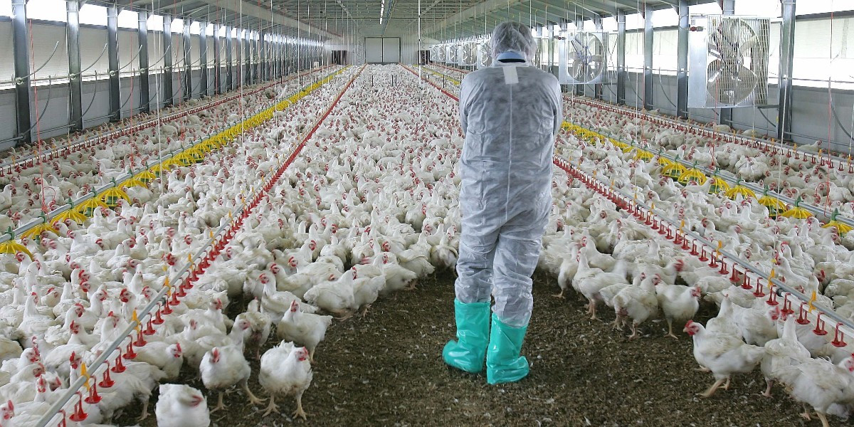 Γρίπη των πτηνών: Εντοπίστηκε σπάνιο κρούσμα μετάδοσης της νόσου σε άνθρωπο στην Ισπανία