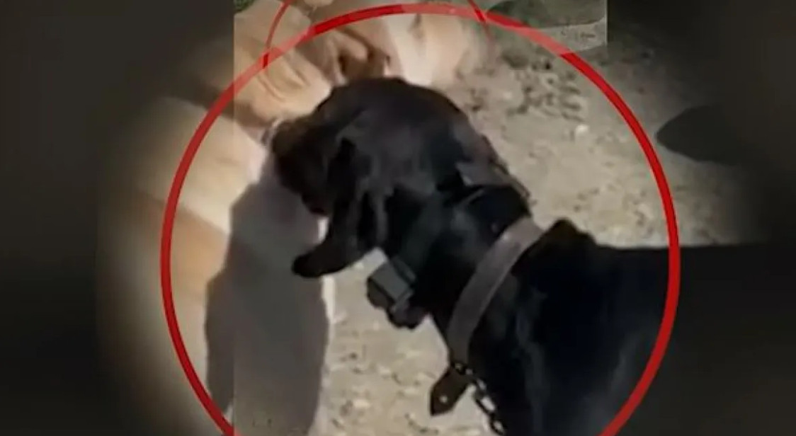 Νέα υπόθεση κακοποίησης ζώου: Βασανίζει σκύλο με ηλεκτρικό κολάρο[ΒΙΝΤΕΟ]