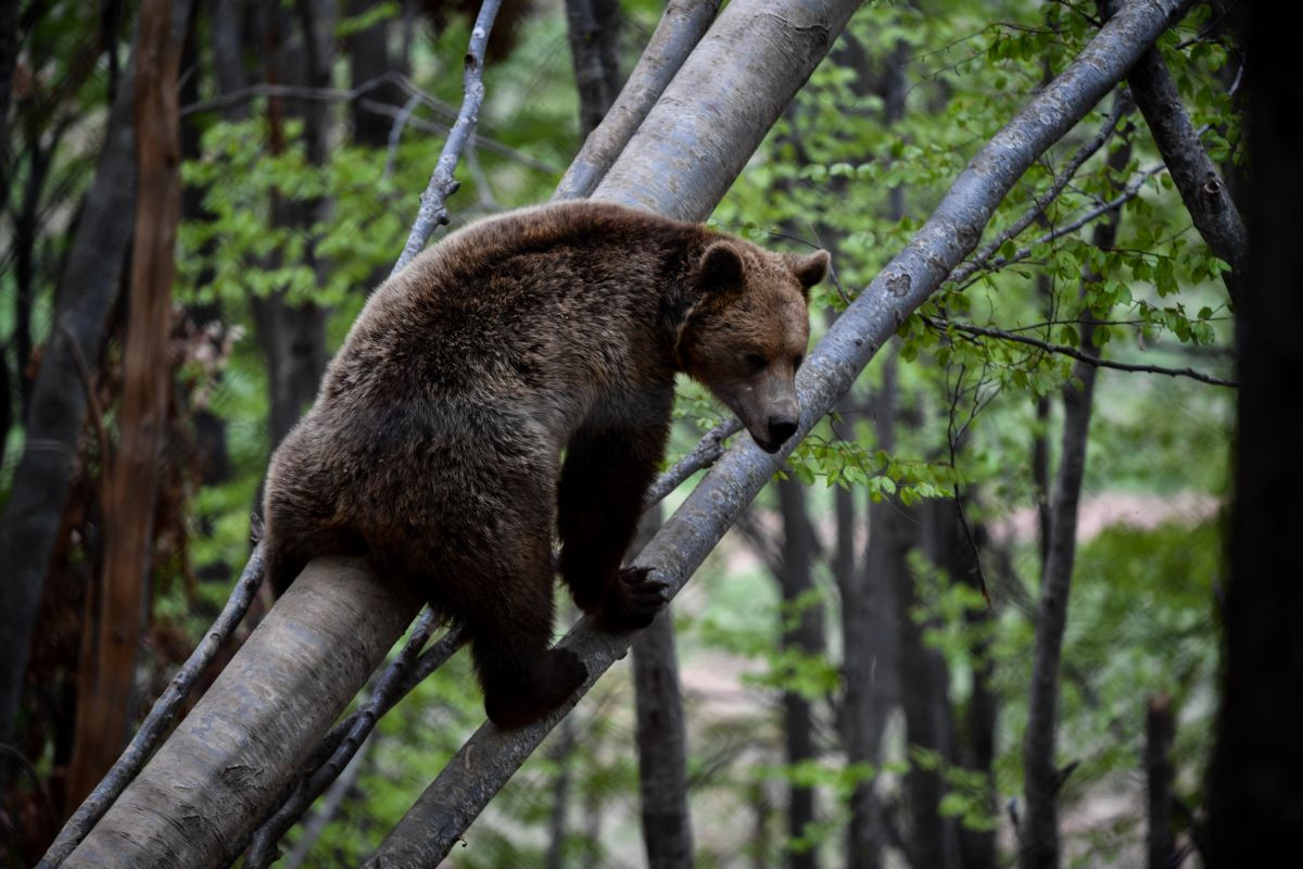 Φλώρινα: Απελευθέρωση αρκούδας από την Ομάδα Άμεσης Επέμβασης